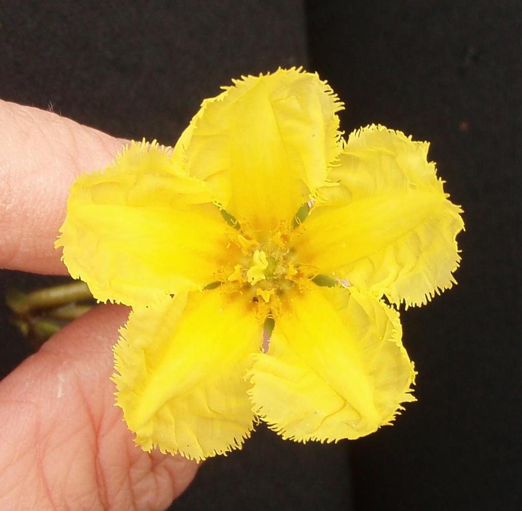 Figur 1. Sjögull har en dekorativ blomma 1 Sammanfattning Sjögull beskrivs ofta som vacker men förrädisk (Figur 1).