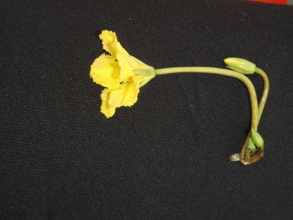 Figur 2. Blomstjälken är lång. 2 Bakgrund Uppdrag Calluna har fått i uppdrag av Västerås, Kungsörs och Eskilstuna kommuner att utreda hur den främmande invasiva arten sjögull kan bekämpas i Mälaren.