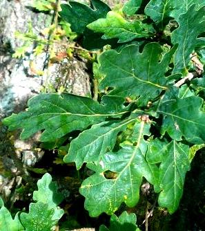 te av lindblommor har förut använts inom farmakologin då det ansågs vara svettdrivande. Lind är numera ett vanligt förekommande träd i parker. Skogsalm (Ulmus glabra) April-maj.