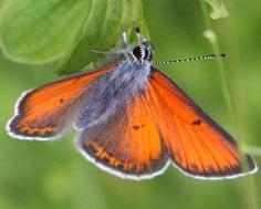 Violettkantad guldvinge (Lycaena hippothoe) [NT] Ansenlig dagfjäril som har en vingbredd på 25-35 mm och flyger vanligen mellan juni och juli eller senare i de norra trakterna.