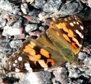 Gynnas av frisk ängsmark där inte alltför sen slåtter bedrivs och är flitiga blombesökare, inte minst på olika arter av smörblommor.