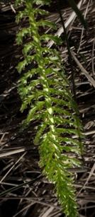 Röllika (Achillea millefolium) Juni-oktober. Röllika är en väldig vanlig korgblommig växt som blir upp till 70 cm hög med blomknippen på topparna.