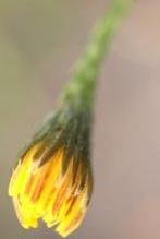 Gullviva [olika färgvarianter] (Primula veris) April-maj. Gullvivan är ett vanligt inslag under vår-försommarmånaderna på kyrkogården.