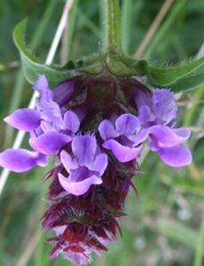 Brunört (Prunella vulgaris) Juli-augusti. Väldig vanlig växt som blir upp till 25 cm med en uppstigande, glest hårig stjälk som är brunviolett-grön.