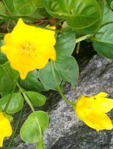 Rödviolett foder med blåvioletta blommor som ibland kan vara bleka eller rosa, med svagt tandad underläpp. Har inga direkta förväxlingsarter som förekommer i området.