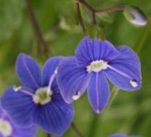 Lomme är ganska vanlig och hittades bland annat intill kyrkan samt vid den mindre parkeringen söder om kyrkogården. Penningblad (Lysimachia nummularia) Juni-september.