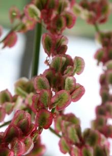 Ängssyra (Rumex acetosa) Maj-juli.En relativ vanligt växt med upprätt, mjuk stjälk som blir upp till 90 cm.