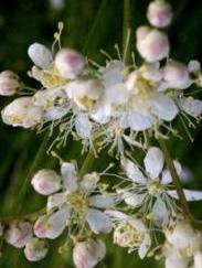 Stormåra hittades bland annat på delområde 5 men fanns rikligt även på andra delområden på norra delen. Fyrkantig johannesört (Hypericum maculatum) Juli-september.