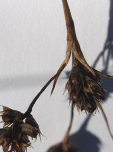 Ängsfrylen (Luzula multiflora ssp.) Maj-juni. Ängsfrylen hör till tågväxter och kan vara ganska vanliga på relativ mager mark. De blir upp till 50 cm och växer i tuvor med upprätta strån.