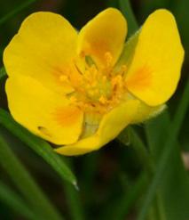 Gulvial (Lathyrus pratensis) Juni-juli. Vanlig ärtväxt som blir upp till 90 cm lång med klängande, kantig stjälk.