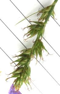Flera exemplar hittades på område 5. Kråkvicker (Vicia cracca) Juni-augusti. En av de vanligare inslagen inom släktet vickrar (Vicia).