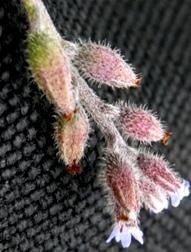 Eventuellt kråkvicker förväxlas med häckvicker som också är väldig vanlig men den sistnämnda har ljusare rödvioletta blommor som sitter i fåblommiga klasar om 2-5 st.