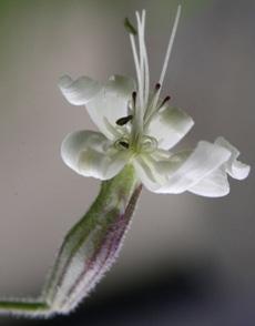 Backglim (Silene nutans) Juni-juli. Backglim är ganska vanlig och förekommer på torr mark.