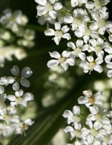 Rosettbladena är smalt spatellika och skaftade. Fodertuben är ca 10-nervig och smal med väldoftande blommor som är vita och tydligt skaftade, sittandes i en ensidig, nickande ställning.