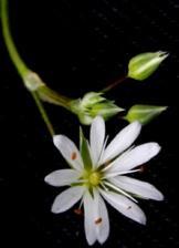 Kan ibland förväxlas med nattglim som dock inte växer på samma tuvade sätt och har grönvita blommor. Hittades på flera ställen på delområde 6 (norr). Vanlig bockrot (Pimpinella saxifraga ssp.