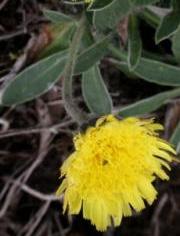 Mattfibbla (Pilosella officinarum spp.) Maj-juli. Mattfibbla blommar vid 5-20 cm och har blommor som påminner de från en maskros. Växer på torra områden som t.ex.