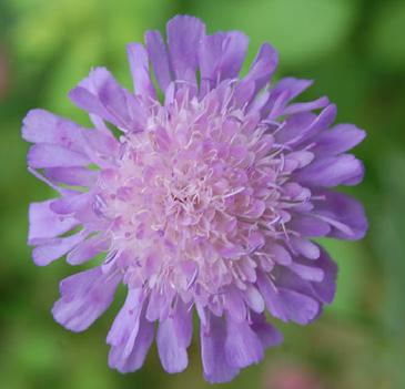 blomning. Vanlig art på öppna, torr-friska marker så som gräsmattor och ängar. Kan möjligen förväxlas med groblad men denna har violetta-gulaktiga ståndarknappar och har mer långskaftade blad.