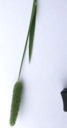 Timotej (Phleum pratense) Juni-September. Ett av de vanligare gräsarterna här och kan bli till höjden upp till 120 cm. Strån med 3-6 ledknutar och gröna blad som blir upp till 10 mm breda.