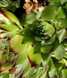 Hammarbytaklök (Jovibarba globifera) Juli-augusti. Hammarbytaklök är vanligen en odlad växt som trivs på torr mark.