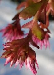 Är väldig lik taklök men den sistnämnda har blommor som har betydligt fler kronblad och är purpurröda till färgen. Odlas ofta som stenpartiväxt. Kunde hittas på den västra kyrkogårdsmuren.