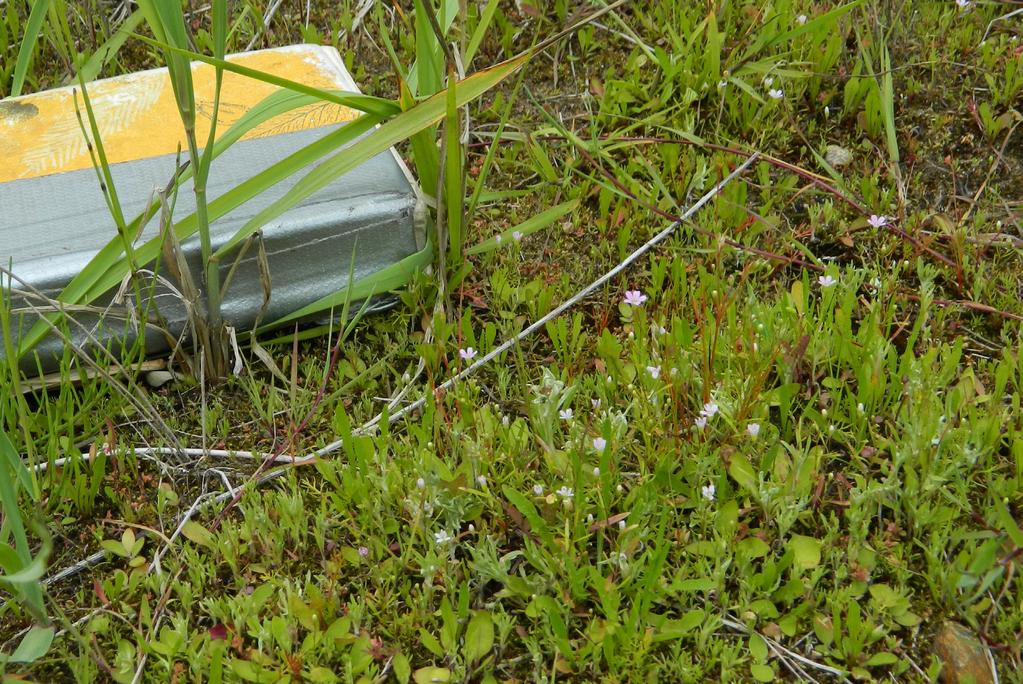 Detta är ett sällsynt åkerogräs som i stort sett bara hittas i människoskapade miljöer såsom åkrar, grustag, vägkanter och gårdsplaner.