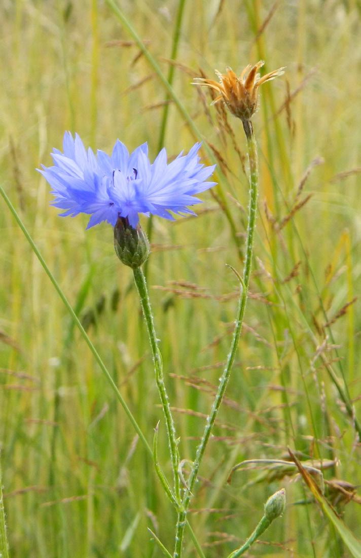 Kalvnos - Misopates orontium (F) Blåklint - Centaurea cyanus Kalvnos kan närmast beskrivas som en spädare variant av den vanliga trädgårdsväxten, lejongap.