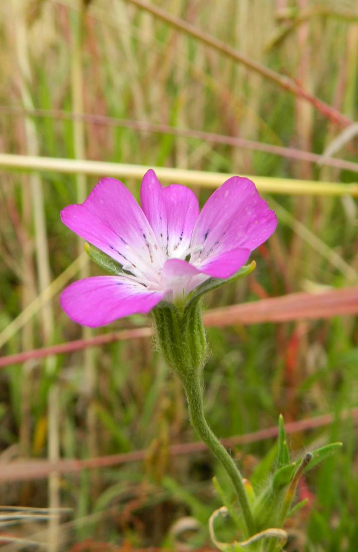 Klätt - Agrostemma githago Fliknäva - Geranium dissectum Klätt är en upp till en meter hög nejlikväxt som är ettårig. Den är höstgroende och har röd-lila blommor som sitter ensamma i grenspetsarna.