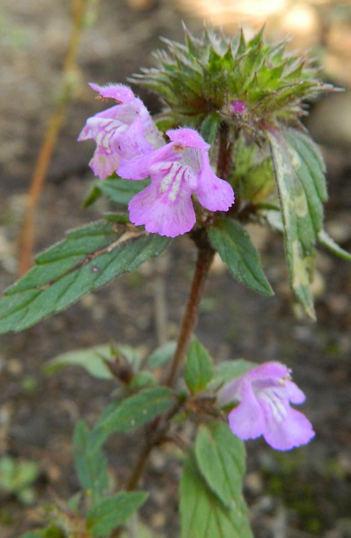 Mjukdån saknar också den sträva behåring som de tre ovanstående dånarterna har. Hampdån har dessutom gula blommor med en lilafärgad mittflik.