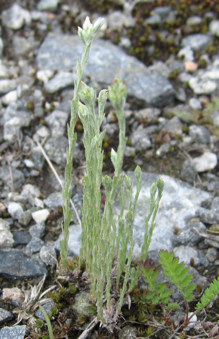 Ullört och spenslig ullört Båda dessa arter har drygt 10 småblommor (korgar) samlade i blomhuvuden, till skillnad från klotullörten som har mellan 30-40 småblommor i blomhuvuden.