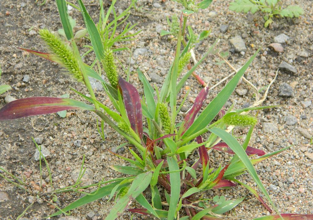 Kavelhirs - Setaria viridis Växtstrukturer hos gräs Gräsen utgör en av den svenska florans största växtgrupper. Deras blomställning kan vara uppbyggd på två olika sätt.