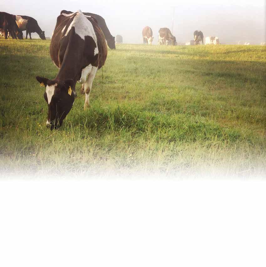 Vad menas med hållbar mjölkproduktion? HÅLLBARHET Det är ett ord som är i ropet och som många använder. Men vad betyder det egentligen för en mjölkgård? Det finns flera svar på den frågan.