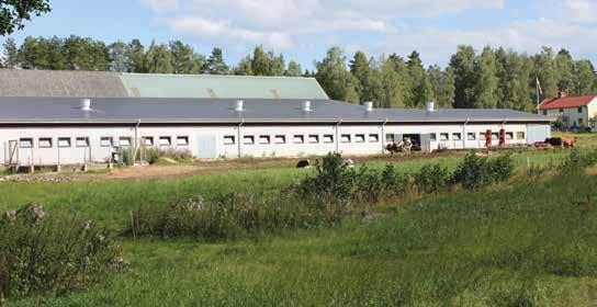 Utnyttja det gamla stallet med smart tillbyggnad När Fredrik Claesson på gården Starkeryd, utanför Skillingaryd ville gå från uppbundet till robotmjölkning valde han att göra en tillbyggnad på det