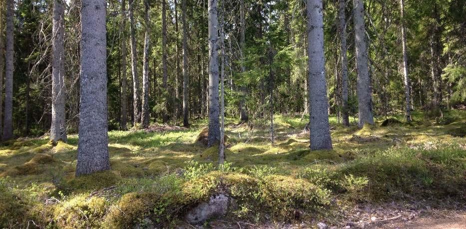 Figur 5: Vidsträckt utsikt vid Förenäs, höglänt odlingsmark i västsluttning mot sjön Mycklaflon. 4.