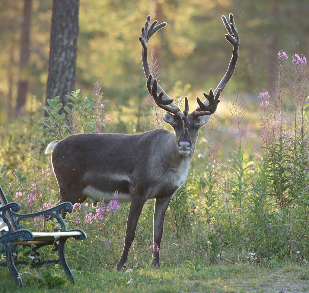 I Vindelälvsdalen finns det ett tydligt, starkt, nationellt skogligt kompetenscentrum med basnäring, teknikutveckling av spjutspetskaraktär, försöksparker och forskning.