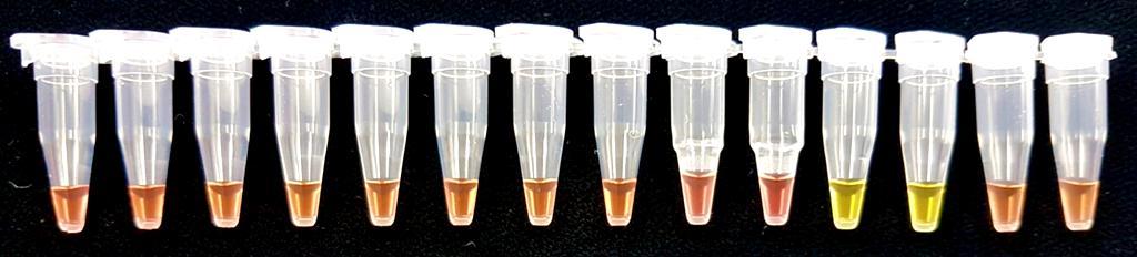 Specificitet undersökning Specificitet av HSP-primrar mot rotgallnematod bekräftades igen med den nya färgindikatorn phenol red. Förutom de testade nematodarterna i förstudien (Omer mfl.