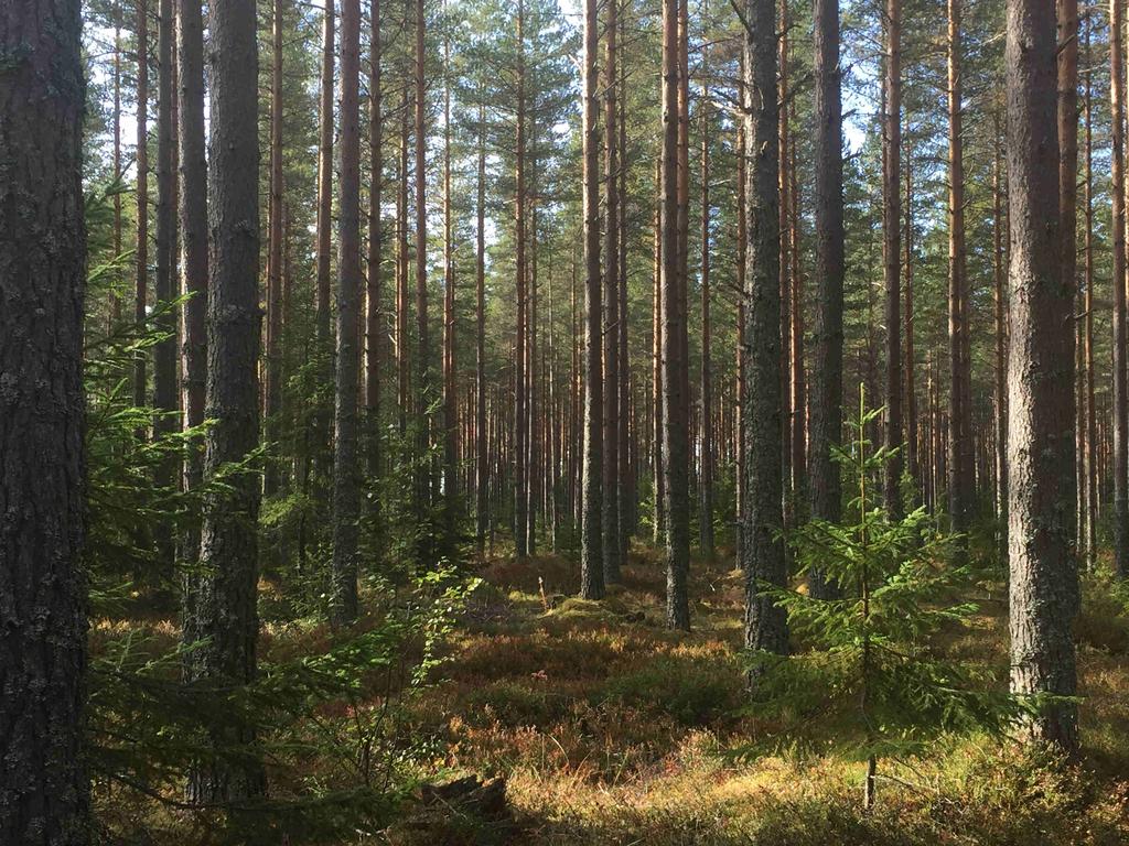 Skog i Orsa / Stackmora Orsa Stackmora 7:7 Väl samlat skogsinnehav i fem skiften om sammanlagt 35,3 ha ha varav ca 33,6 ha produktiv skogsmark.