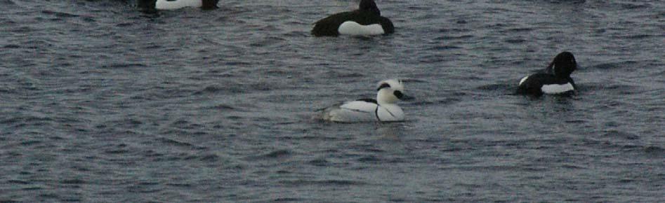 waterfowl counts in Sweden 25/26