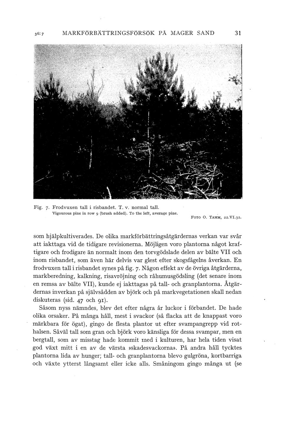 MARKFöRBÄTTRINGSFöRSöK PÅ MAGER SAND 31 Fig. 7 Frodvuxen ta i risbandet. T. v. norma ta. Vigourous pine in row 9 (brush added). To the eft, average pine. FOTO 0. TAMM, 22.VI.32. som hjäpkutiverades.