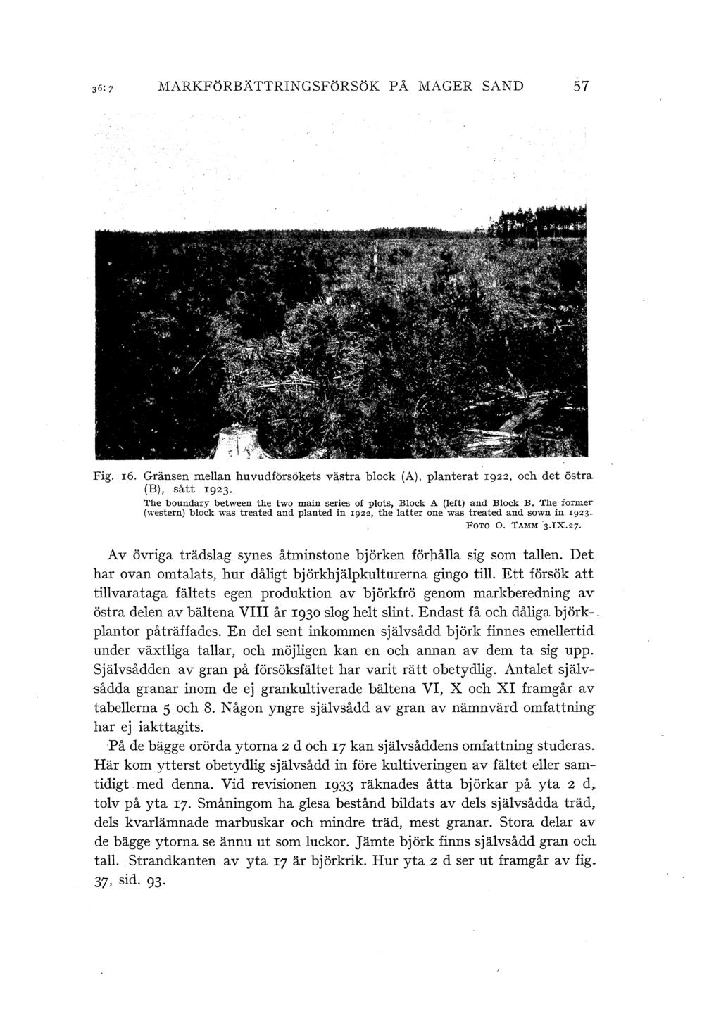 MARKFöRBÄ TTRINGSFöRSöK P Å MAGER SAND 57 Fig. 16. Gränsen mean huvudförsökets västra bock (A), panterat 1922, och det östra (B), sått 1923.