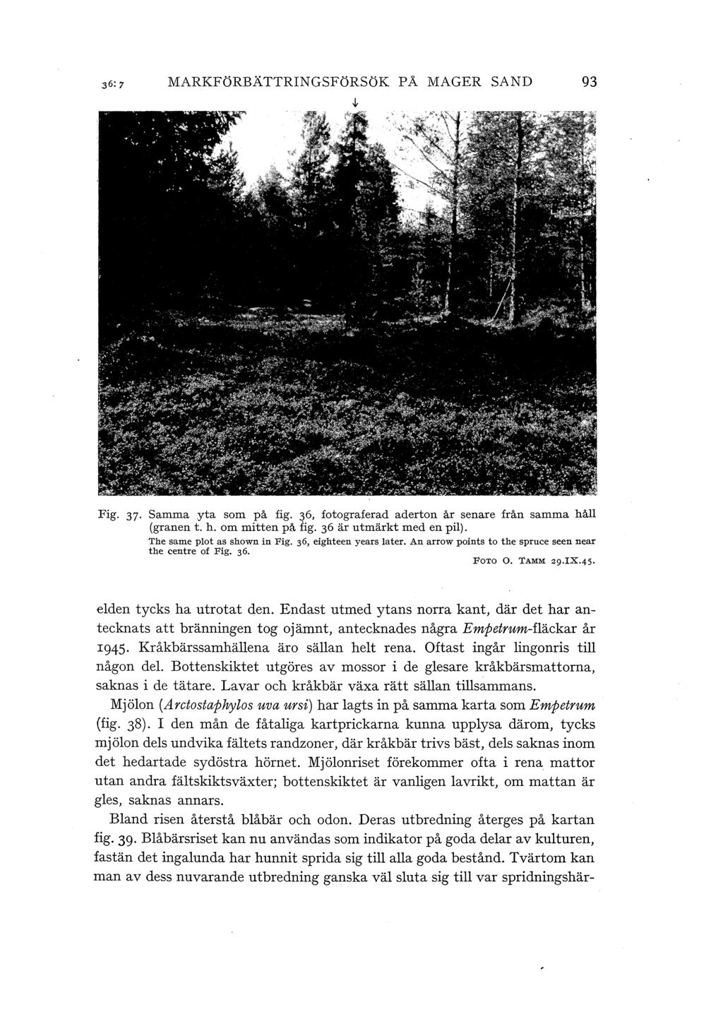 MARKFöRBÄTTRINGSFöRSöK PÅ MAGER SAND,(. 93 Fig. 37 Samma yta som på fig. 36, fotograferad aderton år senare från samma hå (granen t. h. om mitten på fig. 36 är utmärkt med en pi).