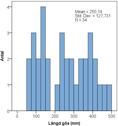 Figur 10. Längdfördelning (histogram) över gös. Vid provfisket fångades årsyngel och äldre fisk. Positivt är att gös över minimimåttet inom det fria handredskapsfisket (45 cm) fångades.