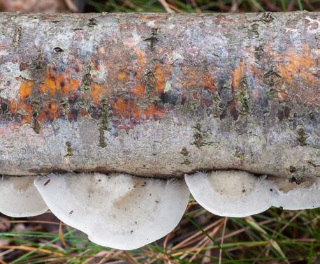 I gamla högar av grot och bränsleved trivs många svampar.