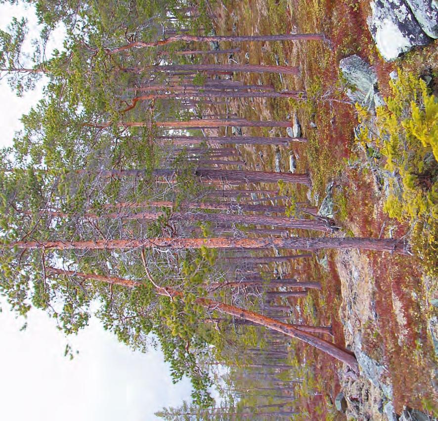 Tallnaturskog Flera av Ekopark Håckrens tallskogar, med sin största utbredning i ekoparkens östra delar, har en hög beståndsålder och innehåller relativt gott om lågor, högstubbar och torrakor.