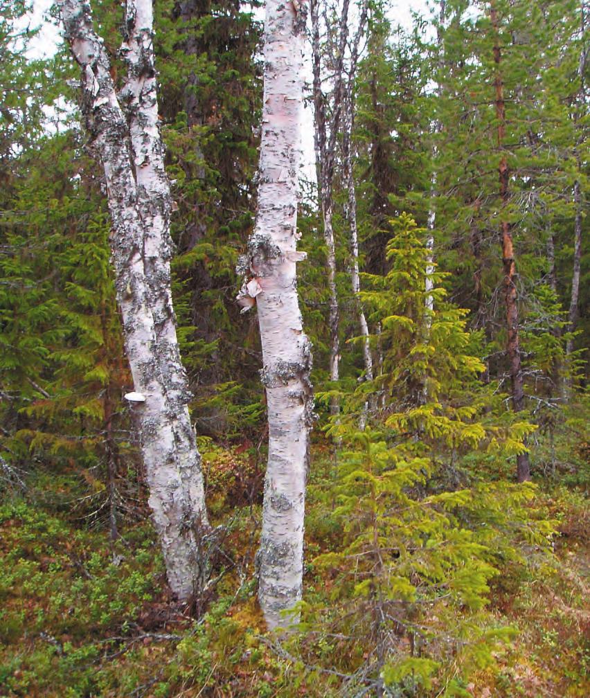 Lövnaturskog och lövrik skog Skogarna i Ekopark Håckren får anses vara relativt lövfattiga. Det löv som förekommer utgörs i huvudsak av björk med ett litet inslag av sälg.