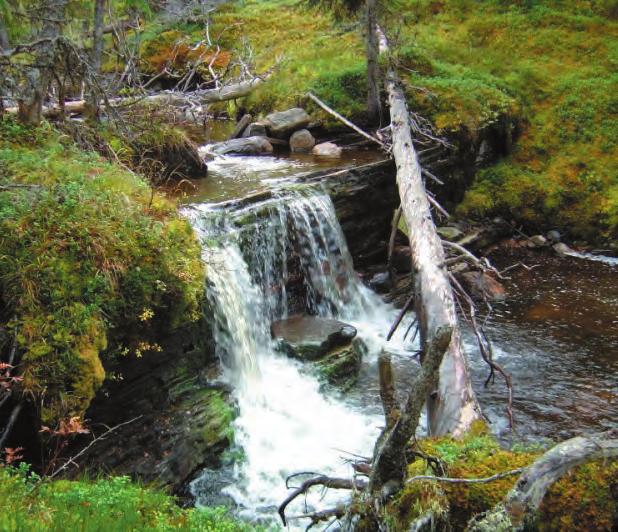 Skogslandskapets vattenmiljöer Skogsbäckar Naturvårdsambitionerna i ekoparksplanen är koncentrerade till skogsmarken. Ambitionerna berör dock även i högsta grad områdets vattenmiljöer.