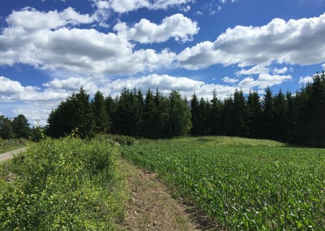 Den tilltänkta tomplatsen är belägen nordväst om Ljungbyholm, på del av fastigheten Krankelösa 2:2 skifte 3.