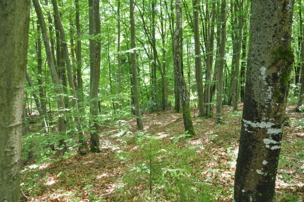 Skogsmark Ca 2 ha äldre bokskog med ett bedömt virkesförråd om ca 500 m³sk. Dags att ljushugga i skogen. Bokskogen som omgärdar huset i väst/sydväst. Energibesiktning Ingen energibesiktning är utförd.