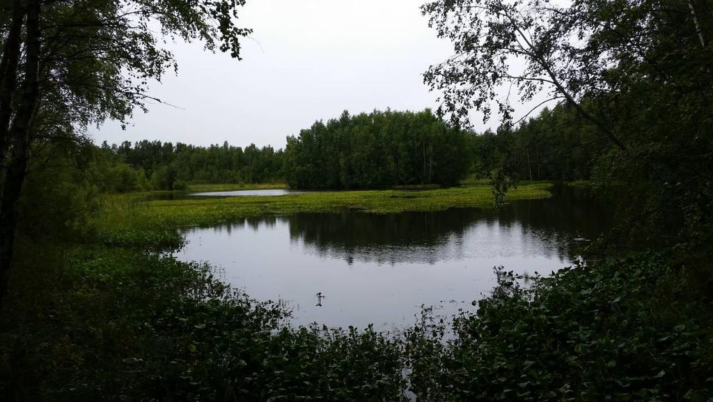 Holm detaljplan Komplettering av naturinventeringen vid Västerviken i Larsmo kommun Mattias