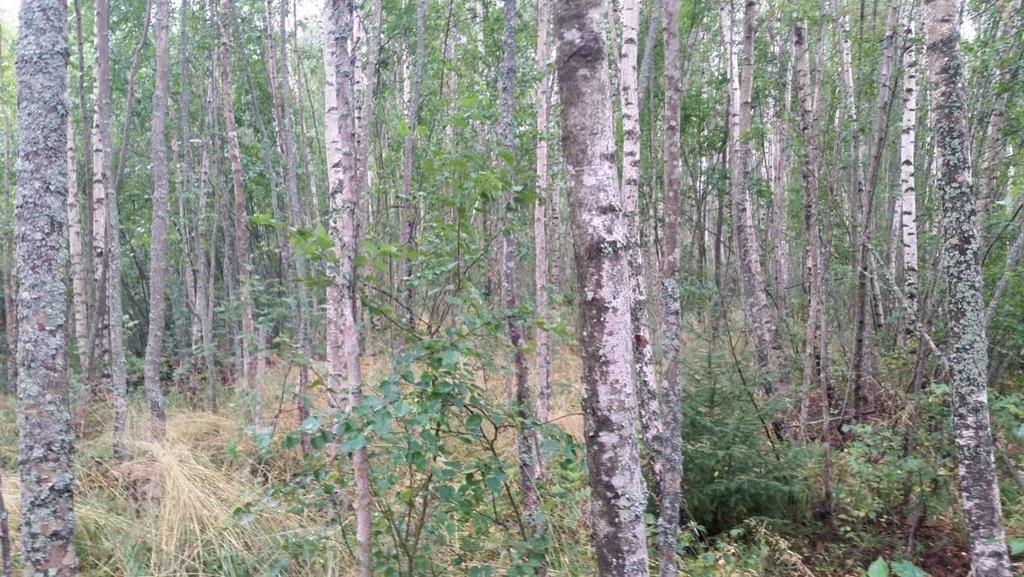 Figur 7. Gammal åker- eller ängsmark som beskogats och där det nu växer en ca 40-årig granskog. I trädskiktet förekommer i söder även rätt rikligt med tall (Pinus sylvestris) 