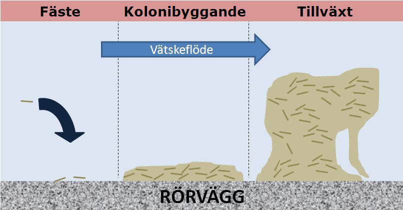 Legionella Biofilm (Heterotrofa bakterier)